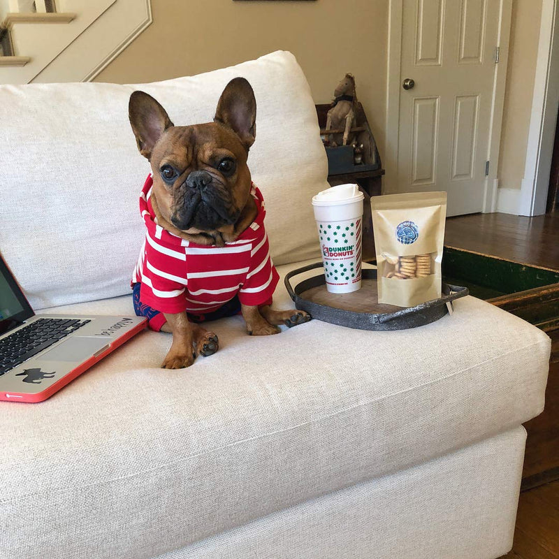 [Australia] - DJANGO Dog Hoodie and Super Soft and Stretchy Sweater with Elastic Waistband and Leash Portal Small Red 