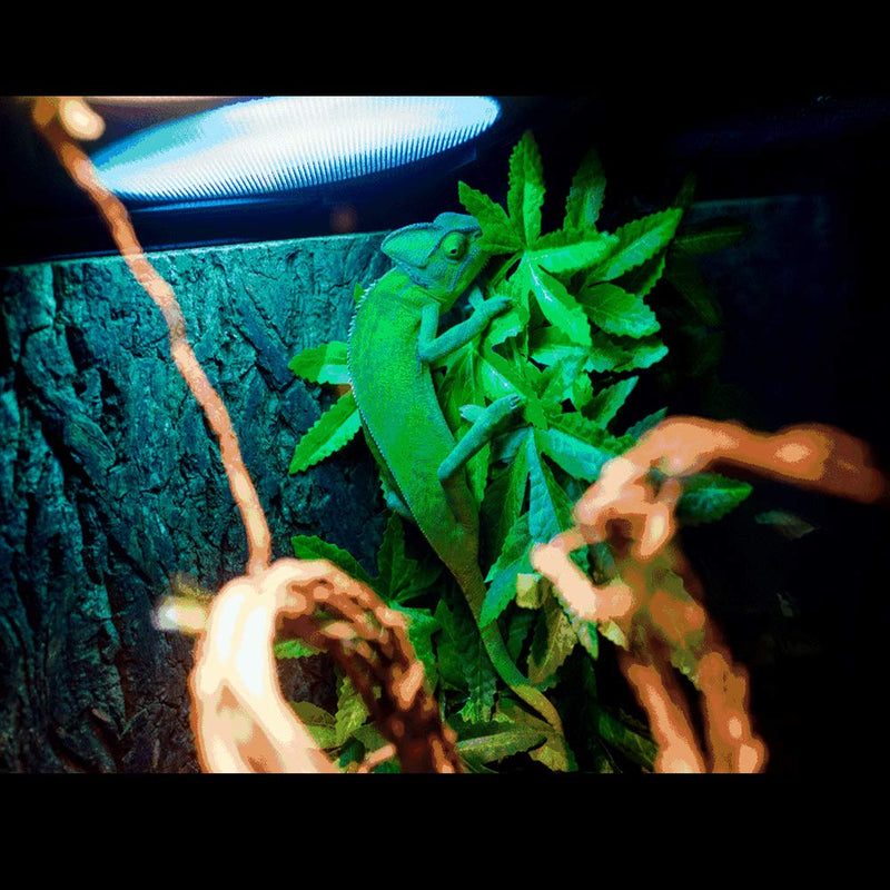 fivebull Reptile Plants, Habitat Amphibian Accessories Enclosure Decor Tank Decoration Vines for Climbing,Reptiles Glass Terrarium Decorate Artificial Grass Leaf with Suction Cup Green - PawsPlanet Australia
