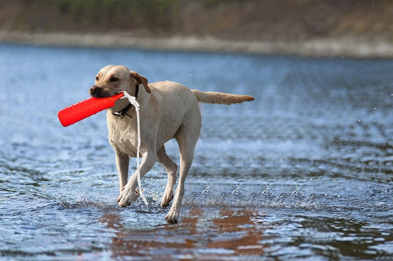 BINGPET Dog Retriever Training Dummy Retrieving Bumpers Pool Toy - PawsPlanet Australia