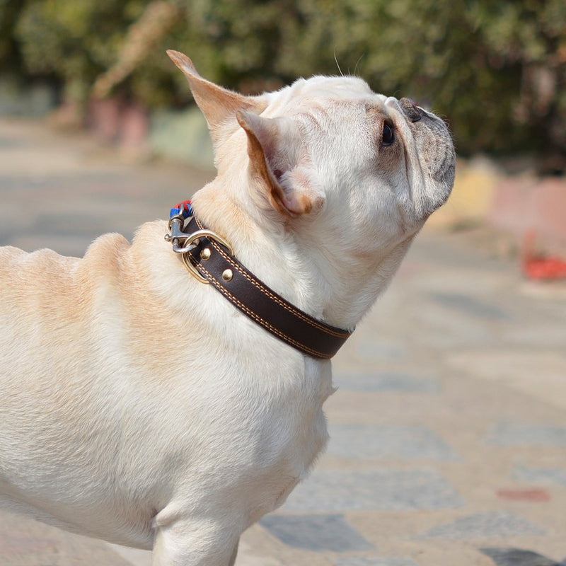 [Australia] - TREVANO Genuine Leather Dog Collar with Alloy Buckle and Double D Rings Large Brown 