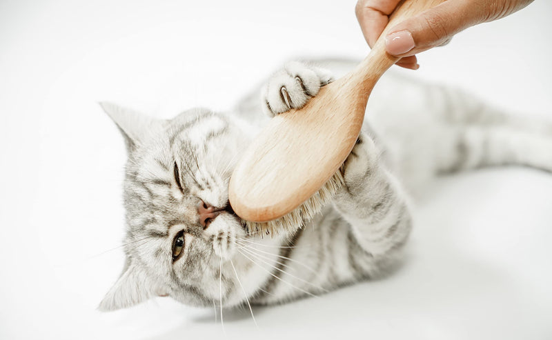 LucyBalu® cat brush for short hair & long hair | Fur brush for cats| Cat comb for grooming cats | Pet Hair Brush for Cats| Cat hair brush with natural bristles & wooden handle | oiled nature - PawsPlanet Australia