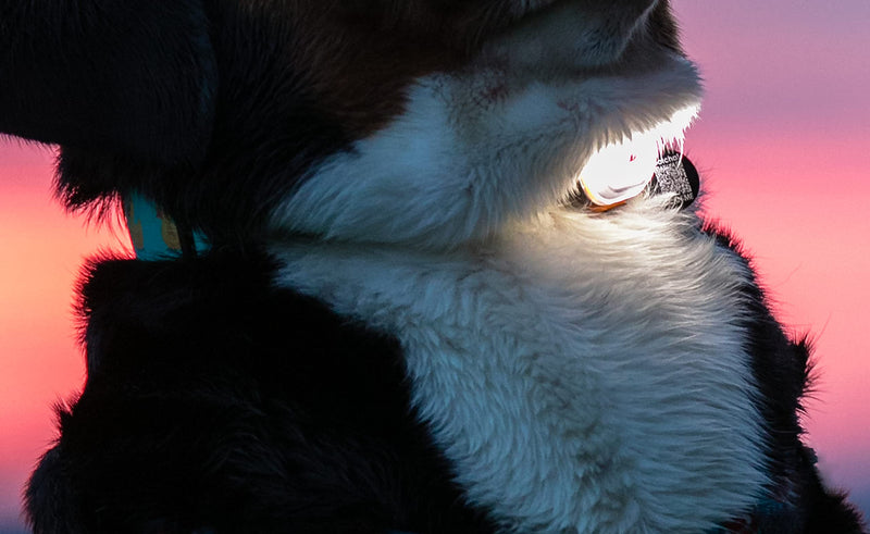 Max & Molly 4894512014541 Matrix Ultra LED Light for Dogs - Cats - Joggers - Walkers - Cyclists - Bikers - Outdoor Black - PawsPlanet Australia