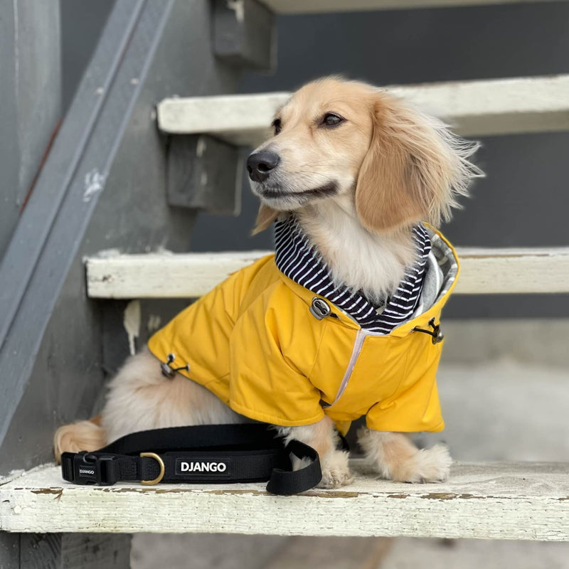 DJANGO Highland Dog Jacket and Raincoat - Water-Repellent, Windproof, and Harness-Friendly Winter Dog Coat and Stylish Dog Raincoat with Adjustable Drawstrings, Optional Hood, Premium Gunmetal Hardware, and Back Pocket X-Small Dandelion Yellow - PawsPlanet Australia