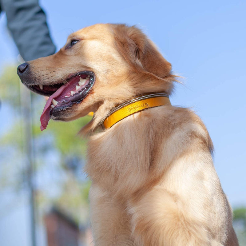 Hyhug nylon classic collars, anti-escape dog collar. 3M Reflective Strip, Comfortable Adjustable, Safe Night Walk, Dog ID Tag Mounting Hole (Small, Artisan's Gold) Small：Width 19mm；Adjustment range 26.5cm-400cm - PawsPlanet Australia