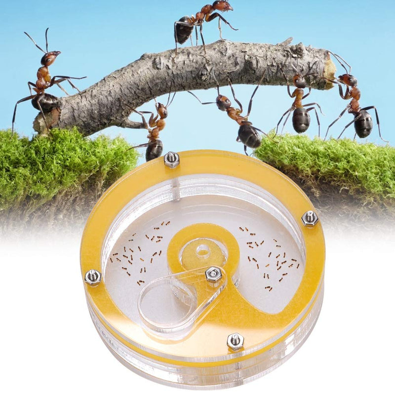 [Australia] - Mini Ant Nest, DIY Transparent Ant Farm Ant Habitat Feeding Insect Nest System Study Behavior of Ants and Ecosystem 