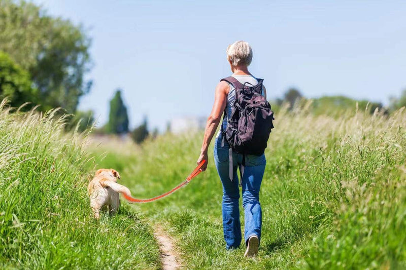 Chewy Dog Leash, 4FT/5.2FT Anti-bite Leash, Heavy Metal Dog Leash, Strong and Comfortable Padded Handle, Suitable for Medium-Sized Dogs, Large Dogs, Suitable for Walking Training (Orange, 4FT) Orange - PawsPlanet Australia