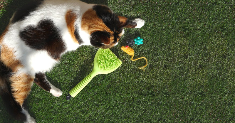 Michel Mercier Detangling Brush for Pet - Pet Brush for Grooming and Deshedding Dogs and Cats - Free Tick Remover Tool Included (Normal Coat) Normal Coat - PawsPlanet Australia