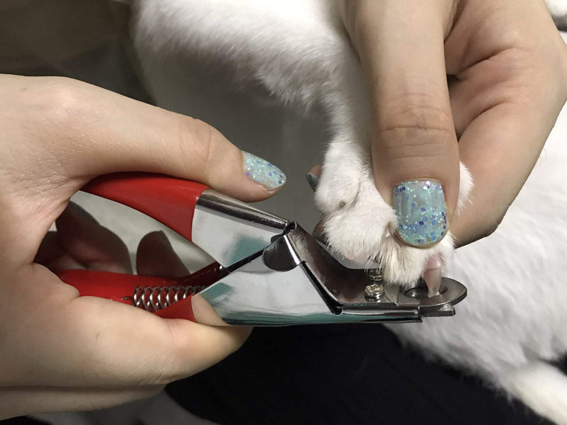 [Australia] - Pettom Cat Nail Clippers Professional Stainless Steel Pet Toes Cutter Scissor Dog Claw Trimmer Grooming Tool for Small Medium Dogs Cats 