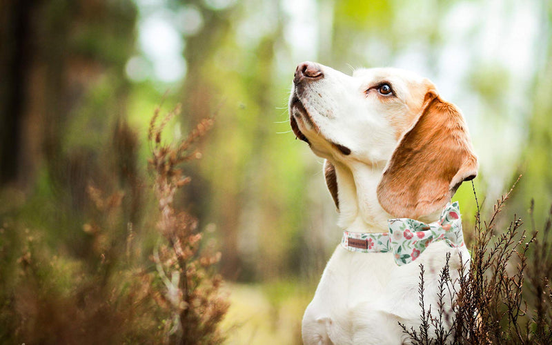Elegant little tail Dog Collar with Bow, Comfotable Dog Bowtie, Bowtie Dog Collar Adjustable Dog Collars for Small Medium Large Dogs and Cats X-Large (Pack of 1) Green flower - PawsPlanet Australia