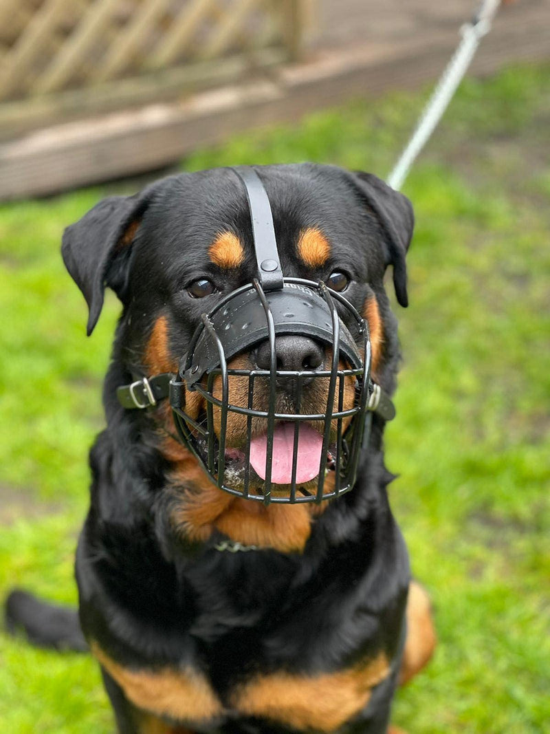 STRONG Wire Metal muzzle Basket Dog Muzzle Rottweiler,Mastiff Golden Retriever & other (R1, Black/Black Leather) R1 Black / Black Leather - PawsPlanet Australia