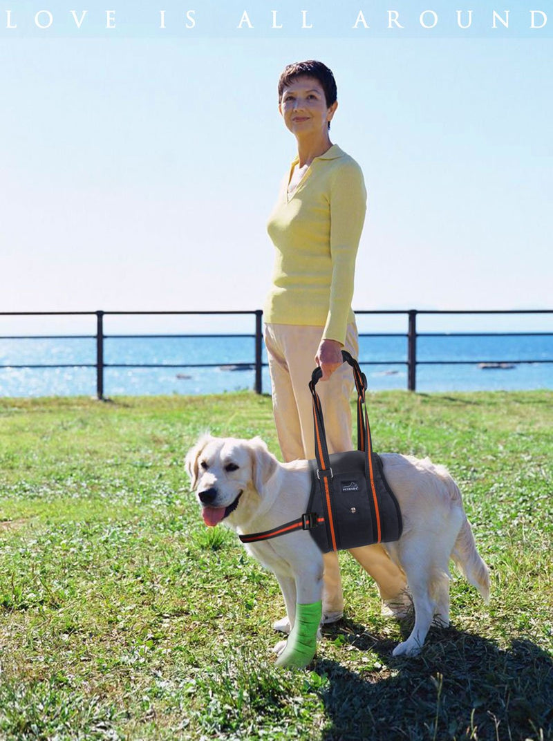[Australia] - PETBABA Dog Lift Harness, Lifting Support Sling to Help Pet with Weak Back Leg, Aid Mobility and Rehabilitation, Suitable Senior Front Rear Crus Thigh Hip Injury Arthritis Chest: 31", back: 12" 