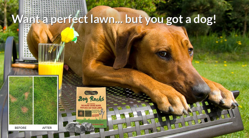 Dog Rocks - 100% Natural Grass Burn Prevention - Prevents Lawn Urine Stains - Three Small Bags - 6 Month Supply - PawsPlanet Australia