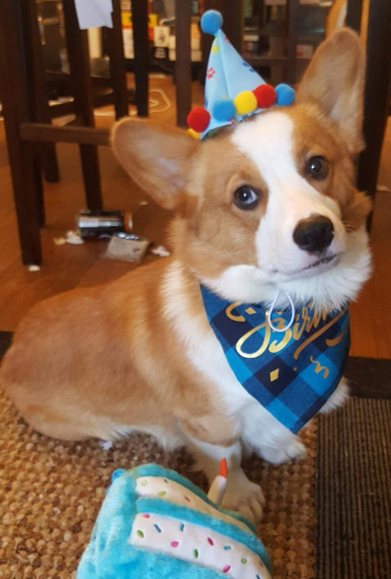 [Australia] - PUPTECK Dog Birthday Plaid Bandana with Cute Party Hat - Fashion Pet Birthday Outfit Accessories Party Supplies for Doggies Cats, Blue 