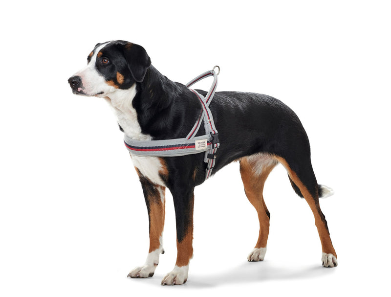 HUNTER New Orleans Stripes Norwegian Harness for Dogs with Cotton Fleece Padding Water Resistant XXL Grey - PawsPlanet Australia