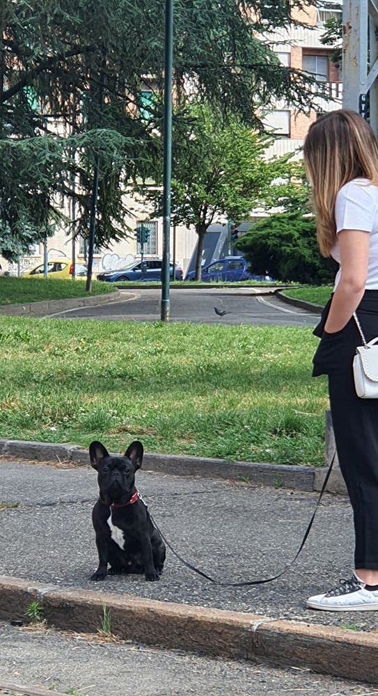 Long Dog Leash for Obedience Recall - Great for Medium and Large Dogs Training, Play, Camping - or Backyard 20ft 30ft 50ft 100ftBlack black 20 feet - PawsPlanet Australia