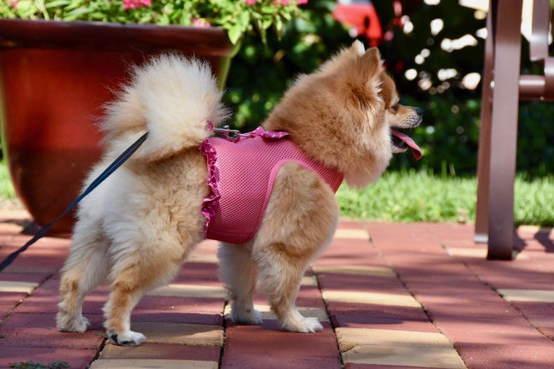 Parisian Pet Dog Harness Dress, Pink Dots, XL - PawsPlanet Australia