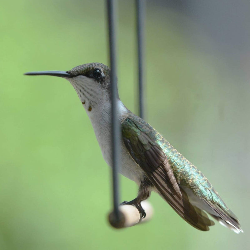 [Australia] - Pop'S Hummingbird Swing 