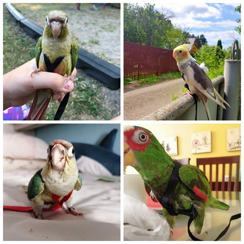 Bird Leash - Bird Harness for Conures- Adjustable Parrot Leash, Bird Nylon Rope, Anti Bite, Suitable for All Kinds of Small Parakeets Cockatiels, Conures, Macaws, Parrots, Love Birds, Finches - PawsPlanet Australia