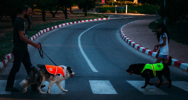 [Australia] - 4LegsFriend Dog Safety Yellow Reflective Vest with Leash Hole 5 Sizes - High Visibility for Outdoor Activity Day and Night, Keep Your Dog Visible, Safe from Cars & Hunting Accidents New Design + Bonus Medium 