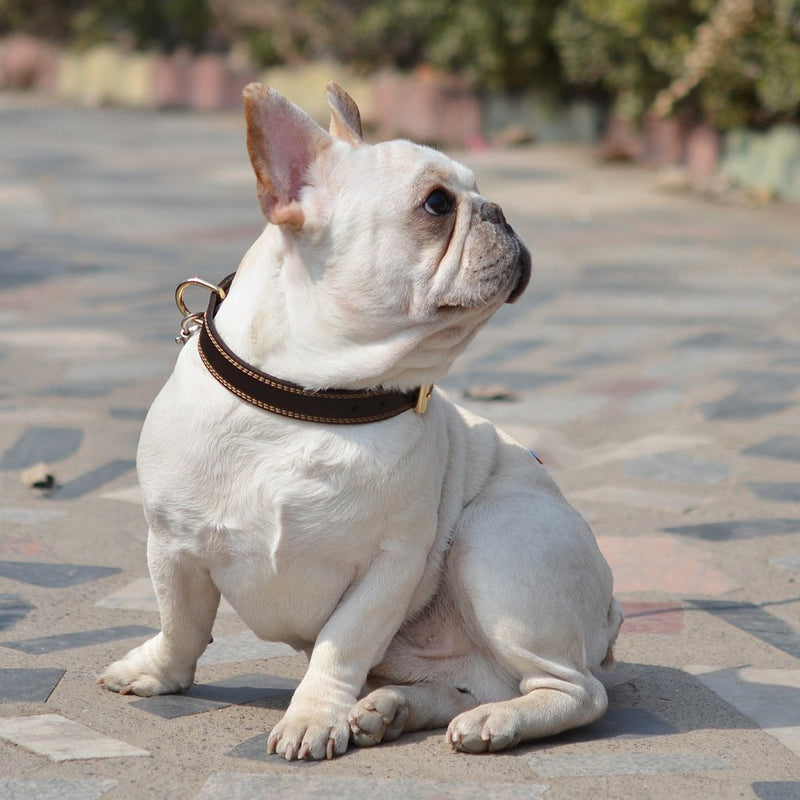 [Australia] - TREVANO Genuine Leather Dog Collar with Alloy Buckle and Double D Rings Large Brown 