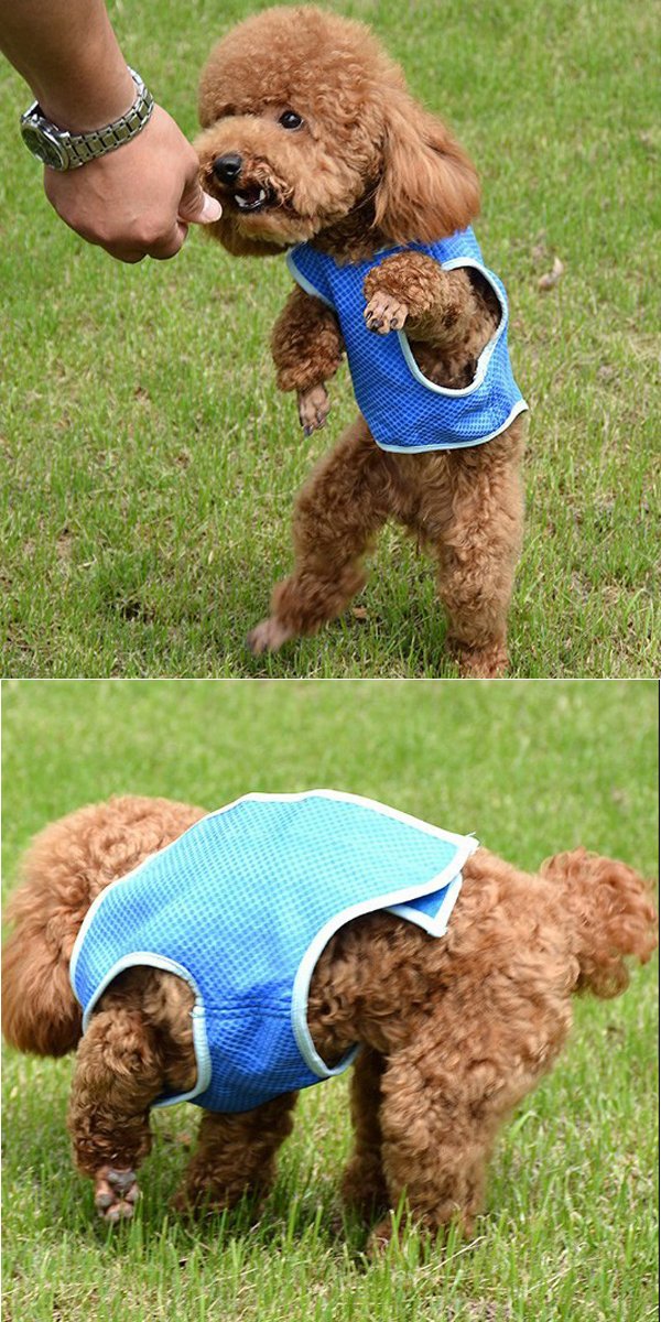 [Australia] - OMEM Dog Summer Cooling Vest Harness Jacket Pet Cooling Coat Dog Mesh Vest for Small and Medium Dogs S 