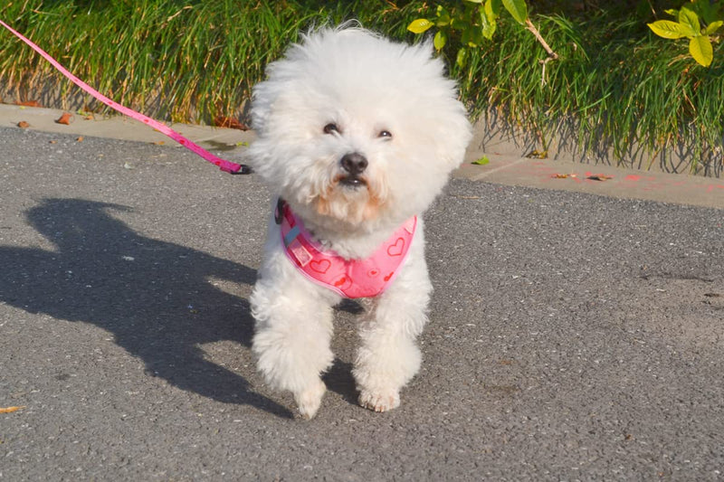 Moonpet Valentine's Day Dog Harness Leash Set /Soft Gentle No Pull No Choke Dog Harnesses/ Adjustable Breathable Mesh Step in Dog Vest Harness for Small Medium Large Dogs S: Neck 11.4"-14.2’’, Chest 14.2"-18.9" Valentine's Day Red - PawsPlanet Australia