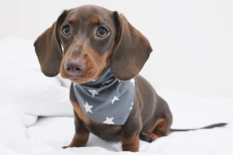 Pet Pooch Boutique Star Bandana for Dog, Small/Medium, Grey - PawsPlanet Australia