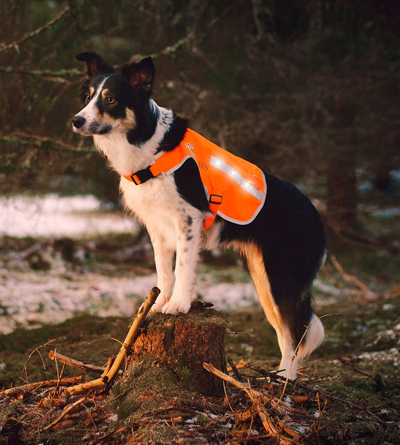 [Australia] - Illumiseen LED Dog Vest | Orange Safety Jacket with Reflective Strips & USB Rechargeable LED Lights | Increase Your Dog’s Visibility When Walking, Running, Training Outdoors | with Straps & Buckles Small 