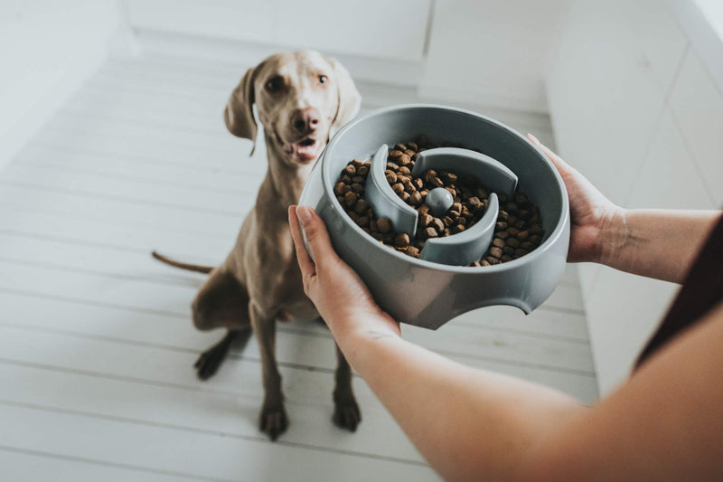 HUNTER Atlanta Anti Loop Bowl for Dogs and Cats - Control and Slow Feed Absorption - 900 ml - Grey gray - PawsPlanet Australia