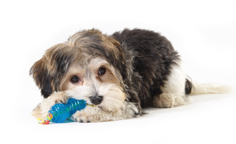 [Australia] - Petstages Orka Alternative Chew Dog Toy Royal Blue Chew 2 Pk 