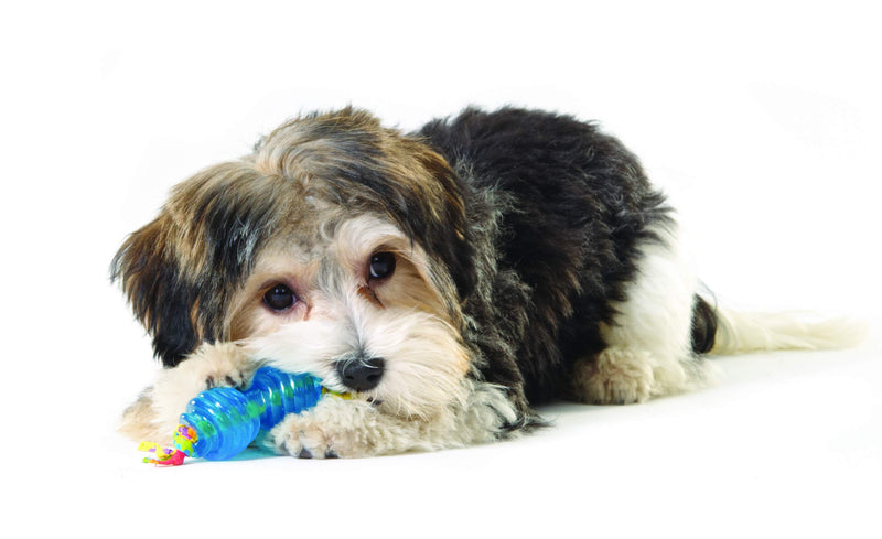 [Australia] - Petstages Orka Alternative Chew Dog Toy Royal Blue Chew 2 Pk 