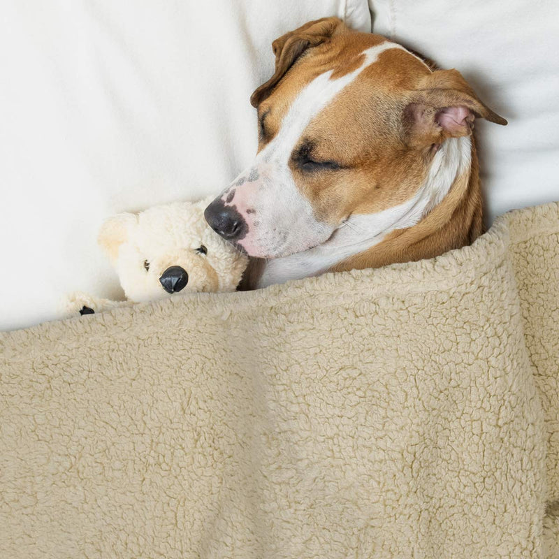 [Australia] - AIPERRO 2 Pack Premium Fluffy Fleece Dog Blanket, Soft and Warm Pet Throw Blankets Bed Couch Car Seat Cover Washable for Puppies and Cats Large Beige+grey 