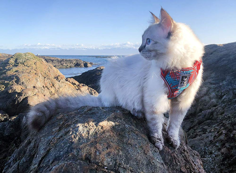 [Australia] - RC Pets Adventure Kitty Harness, Cat Walking Harness, Small, Maldives 