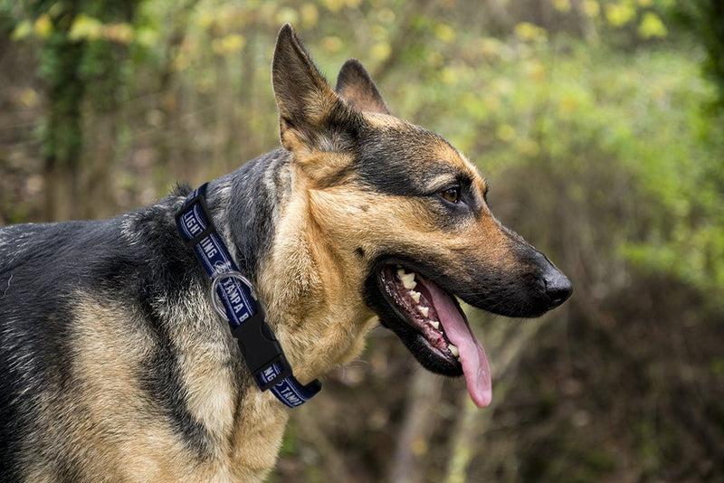 [Australia] - Pets First Tampa Bay Lightning Dog Collar Large (18 - 28" Length x 1" Width) 