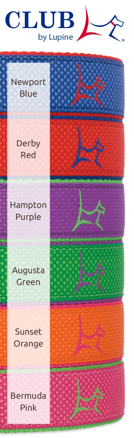 [Australia] - LupinePet Club 1" Augusta Green for Medium and Large Dogs Collar - 1"W; 16-28" Neck 