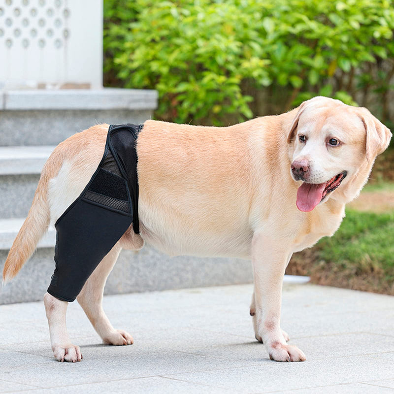CHUNWILL Elbow Pads for Dogs Post-Operative Suit for Dogs and Cats Original Knee Pads for Dogs for Cruciate Ligament Injuries Dislocated Kneecaps Osteoarthritis（Talla L） - PawsPlanet Australia