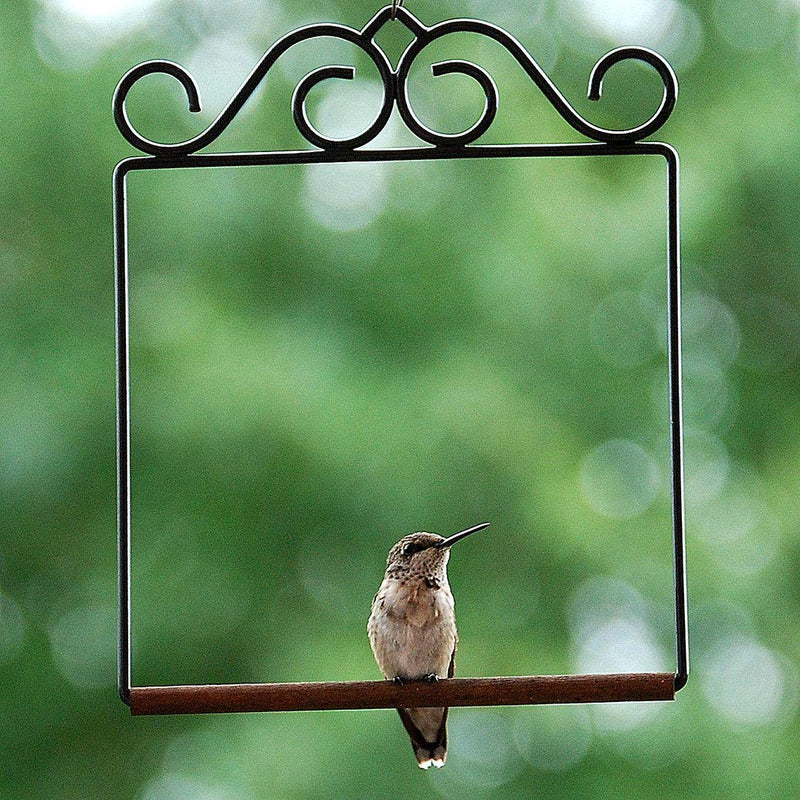 [Australia] - Pop'S Hummingbird Swing 