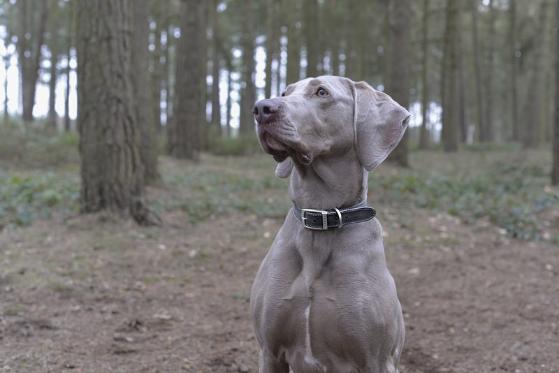 Timberwolf Leather Collar Blue Size 3, To Fit Neck 28-36 cm, Collar Width 1.6 cm - PawsPlanet Australia