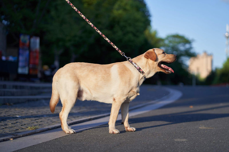 [Australia] - Bubblepup Dog Collar and Leash Set, Dog Collar with Leash Set Adjustable Dog Collar and Leash for Small Medium Large Dogs XS black flower 