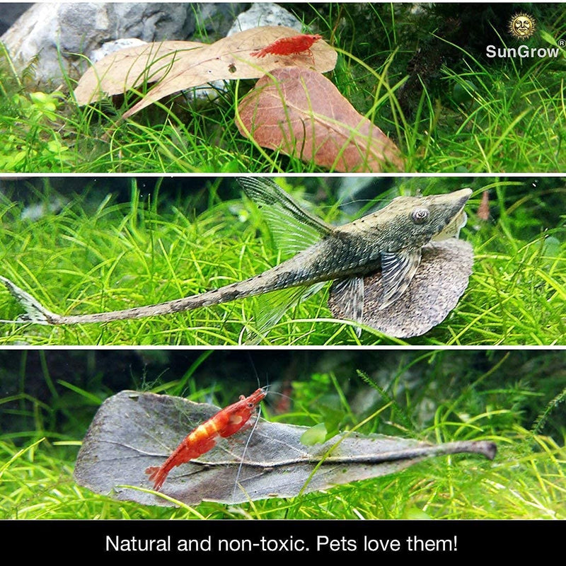 SunGrow Mini Catappa Indian Almond Leaves, Best Way to Create Tropical Rainforest Environment for Betta & Gouramis, Beneficial Leaf Conditions Water, Boosts Health, and breeding Chances - PawsPlanet Australia