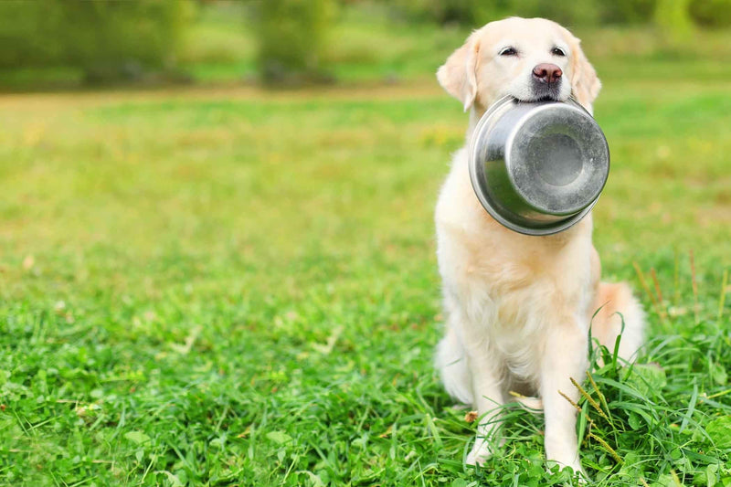 HB Bowl Standard Stainless Steel Large Size Dog and Cat 9 inch Bowls ~ Metal Food and Water Dish, 1900 ml / 64 Oz ~ 1 Pack (Sticker Free) - PawsPlanet Australia
