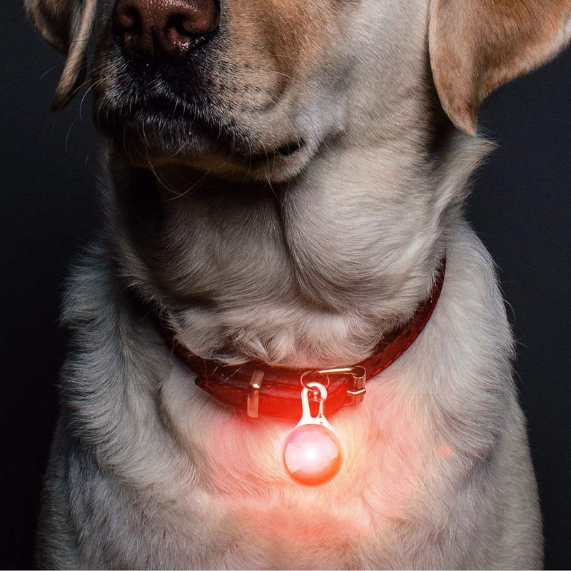Kyerivs 6 PCS Pet collar light Dog Flash Collar Light of Dogs and Cats,waterproof Light up Dog Collar for Night Walking with 6 pcs Battery - PawsPlanet Australia