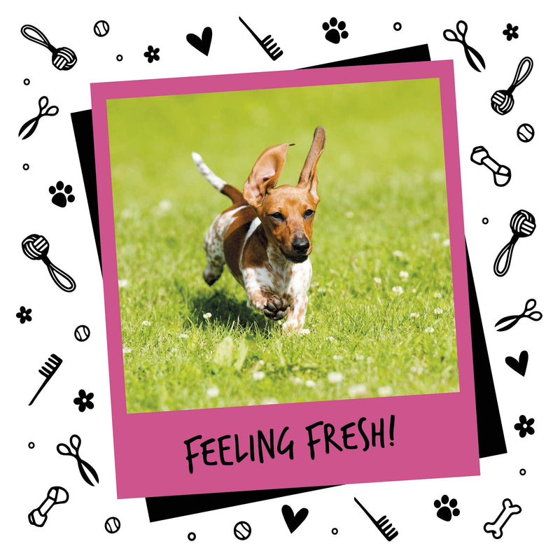 Bugalugs Baby Fresh Dog perfume - Vegan dog cologne spray is a high quality dog deodoriser spray. dog perfume spray dog deodorant use with our baby powder Dog Shampoo groom - 5 Litres 5 l (Pack of 1) - PawsPlanet Australia