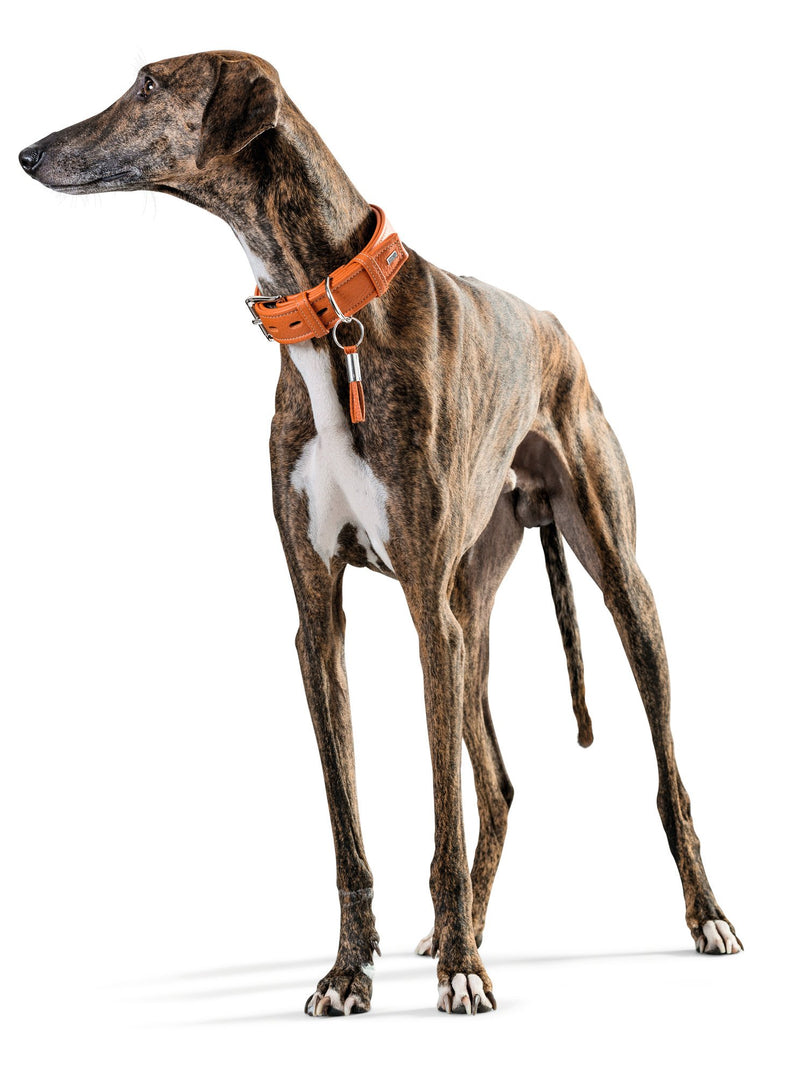 Hunter HT63302 Cannes Leather Collar, One Size - PawsPlanet Australia