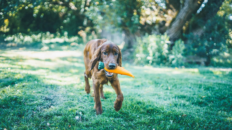 Aime Vinyl carrot toy for dogs 24 cm - PawsPlanet Australia