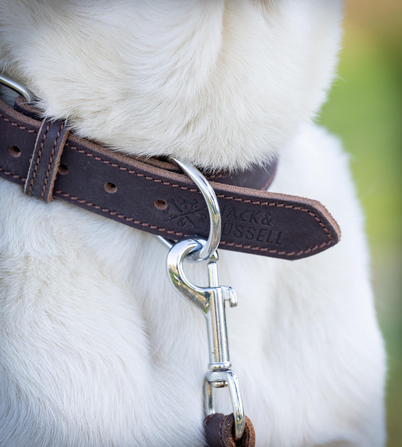 Dog collar leather - fat leather dog collar leather collar made of genuine leather Fat-Tony dark brown (L) L - (45.5cm - 51.5cm) - PawsPlanet Australia