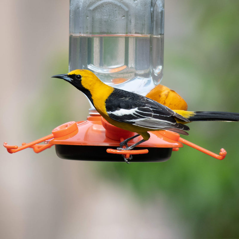 Perky-Pet 9113-2 Top-Fill Glass Oriole Feeder – 22 Oz - PawsPlanet Australia