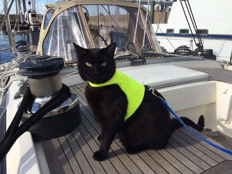 Mynwood Cat Jacket/Harness High Viz Kitten up to 8month - PawsPlanet Australia