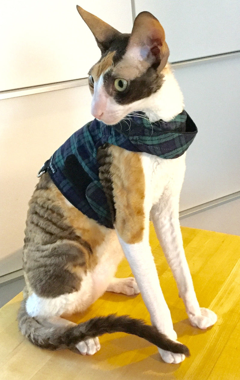 Mynwood Cat Jacket/Harness Black Watch Tartan Kitten up to 8month - PawsPlanet Australia