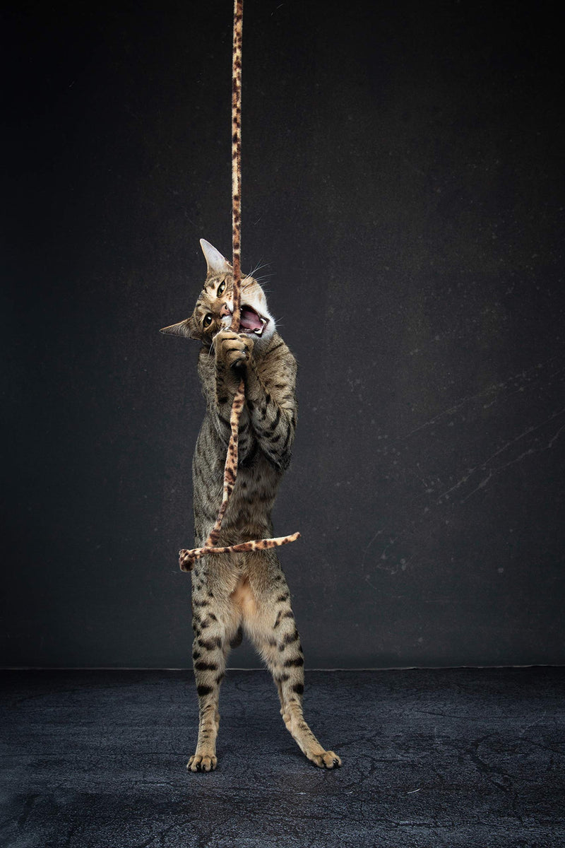 [Australia] - CAT DANCER Jungle Cat Wand 2 Pack, Multi Color (305) 